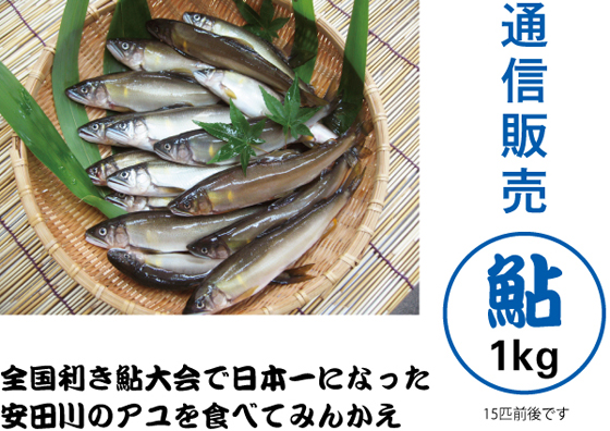 通信販売鮎１kg　全国利き鮎大会で日本一になった安田川のアユを食べてみんかえ